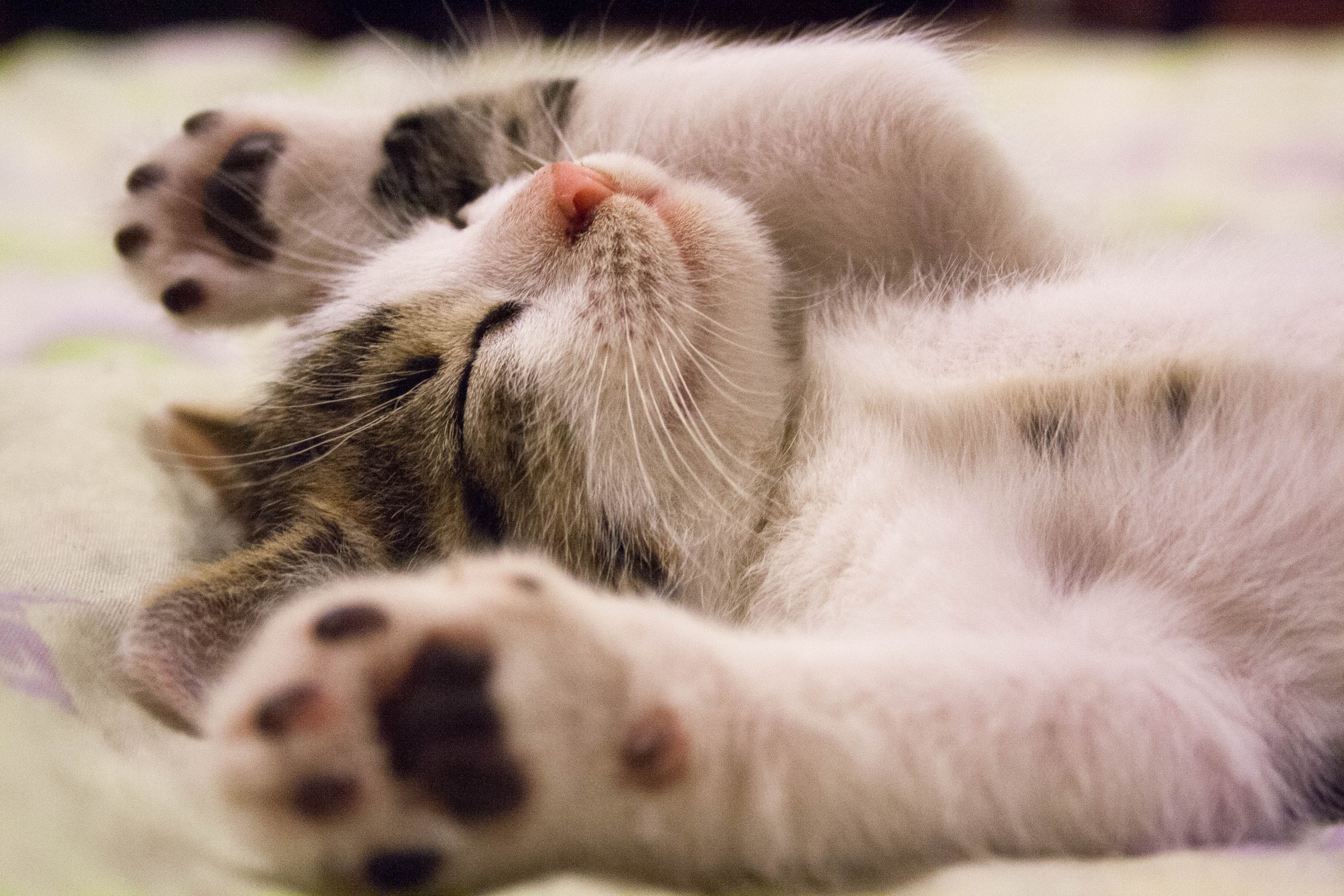 Guía para una vida feliz de los gatos seropositivos al VIF: La conmovedora historia de Charlie