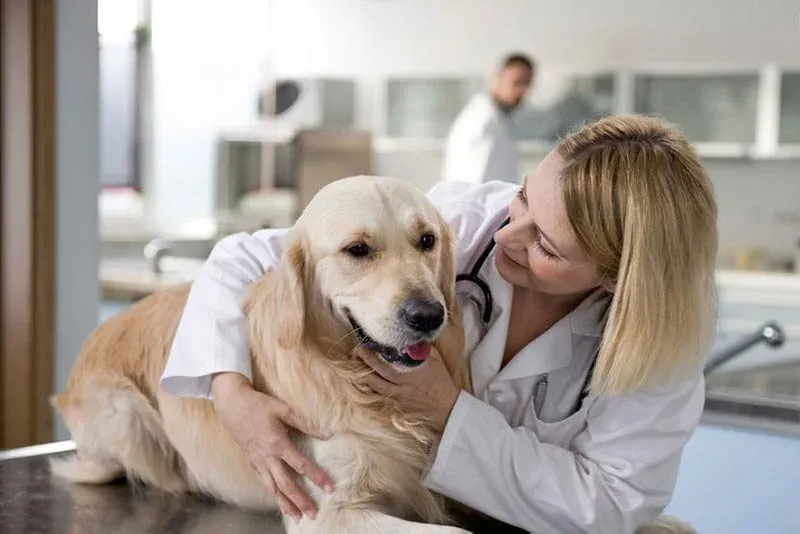 La importancia de la atención veterinaria durante el embarazo